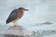 WADERS